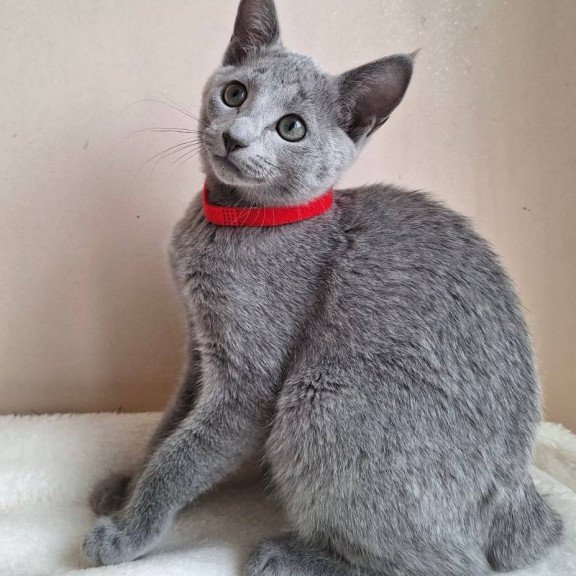 Russian Blue DH Chloe