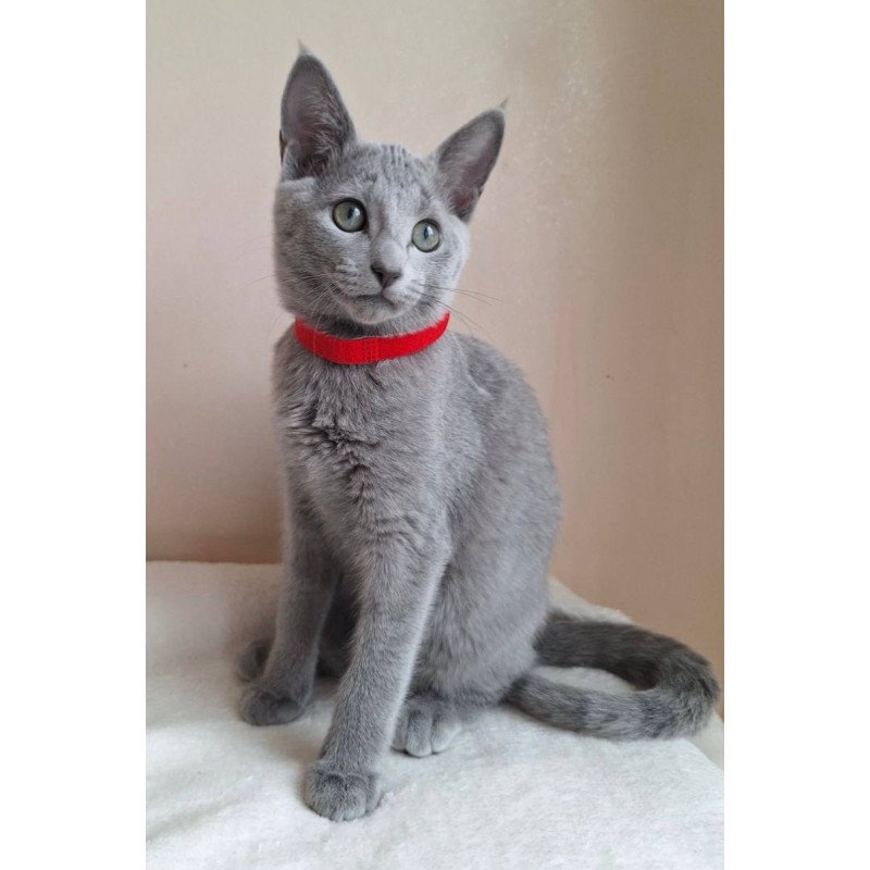 Russian Blue DH Chloe