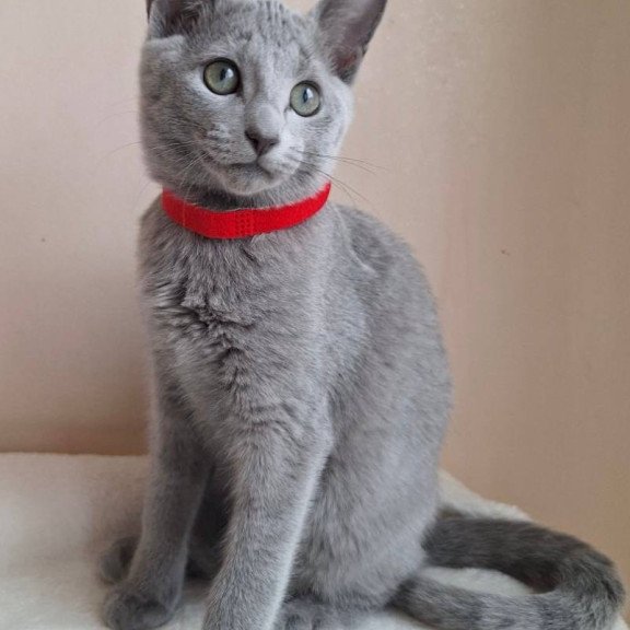 Russian Blue DH Chloe