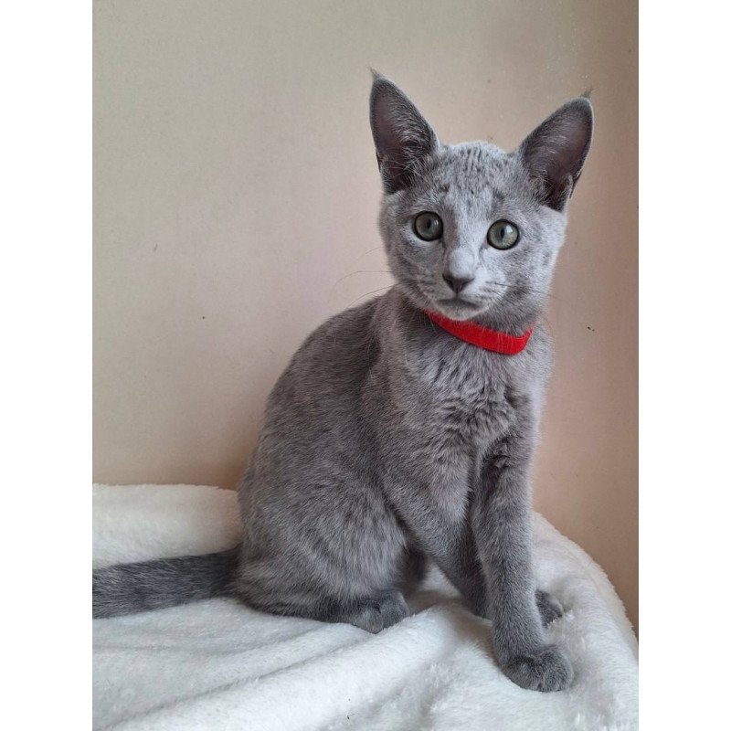 Russian Blue DH Chloe