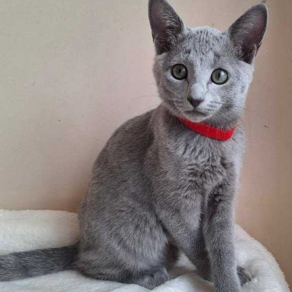 Russian Blue DH Chloe