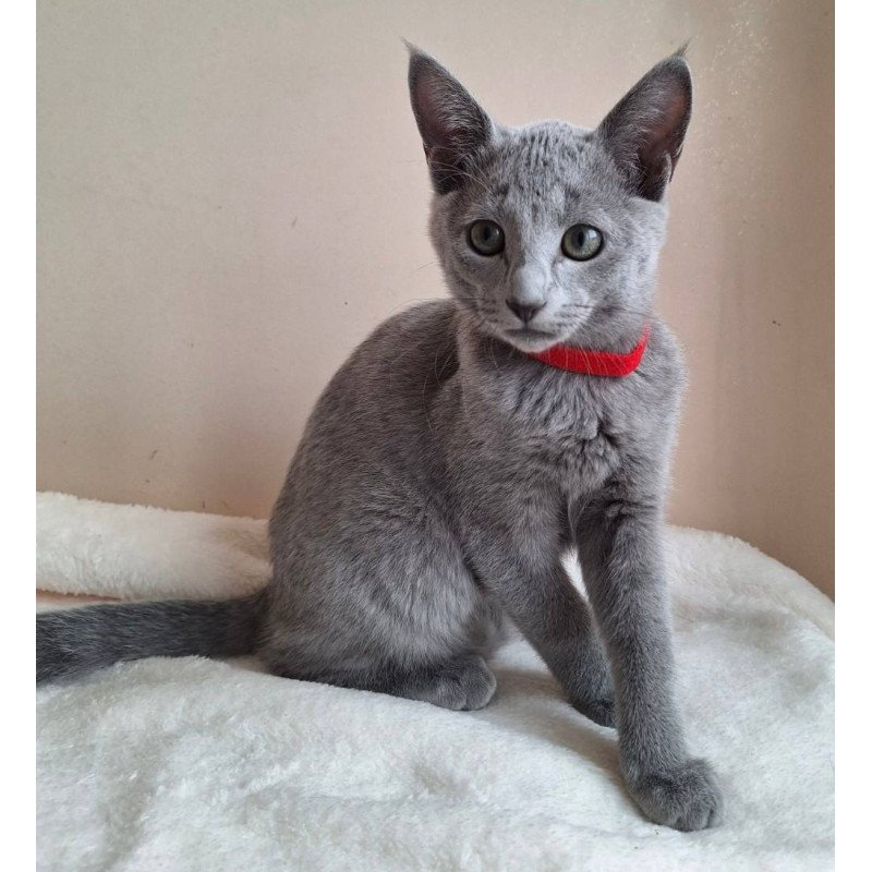 Russian Blue DH Chloe