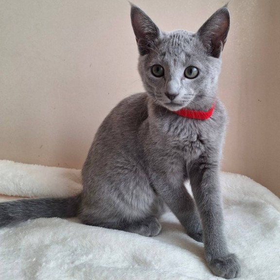 Russian Blue DH Chloe