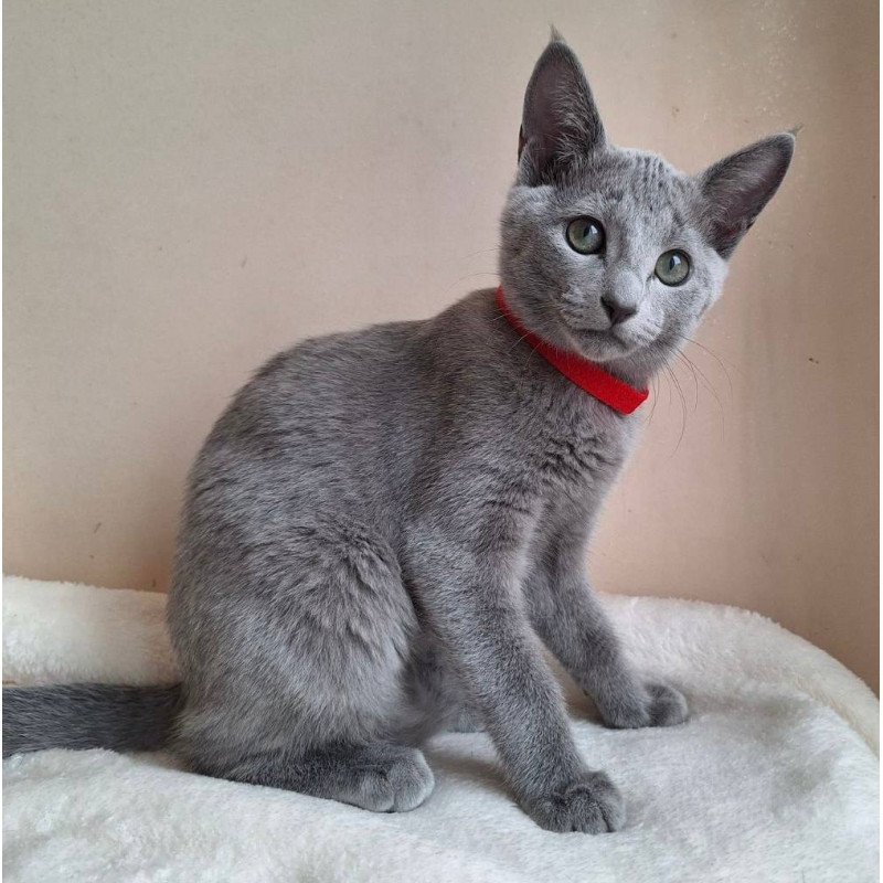 Russian Blue DH Chloe