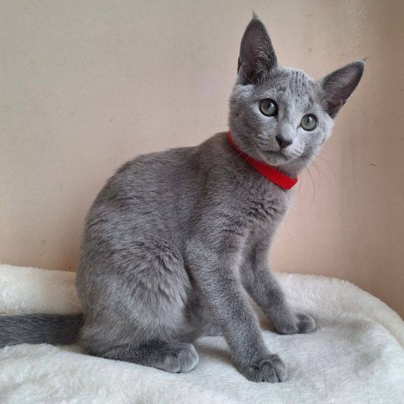 Russian Blue DH Chloe