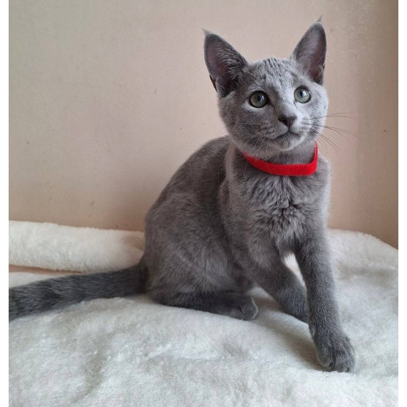 Russian Blue DH Chloe