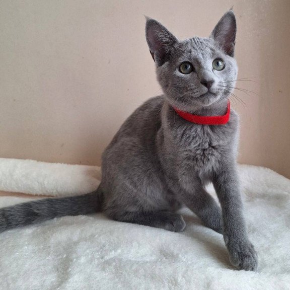 Russian Blue DH Chloe