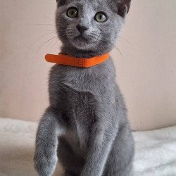 Russian Blue DH Carolina