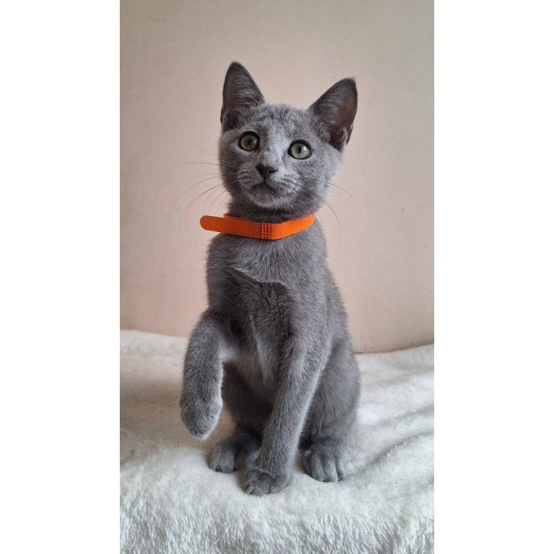 Russian Blue DH Carolina