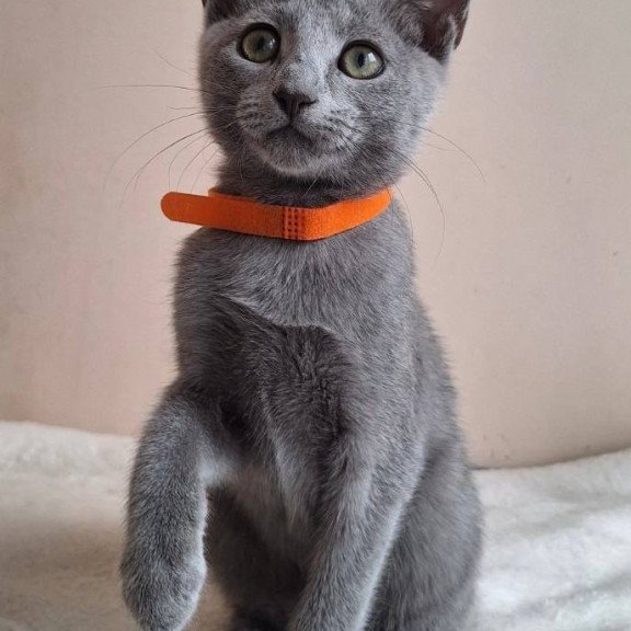 Russian Blue DH Carolina