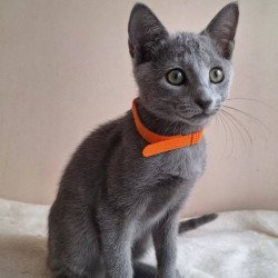 Russian Blue DH Carolina