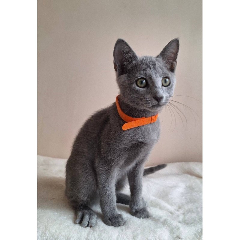Russian Blue DH Carolina