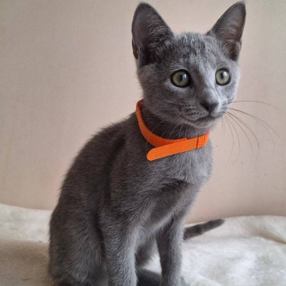Russian Blue DH Carolina