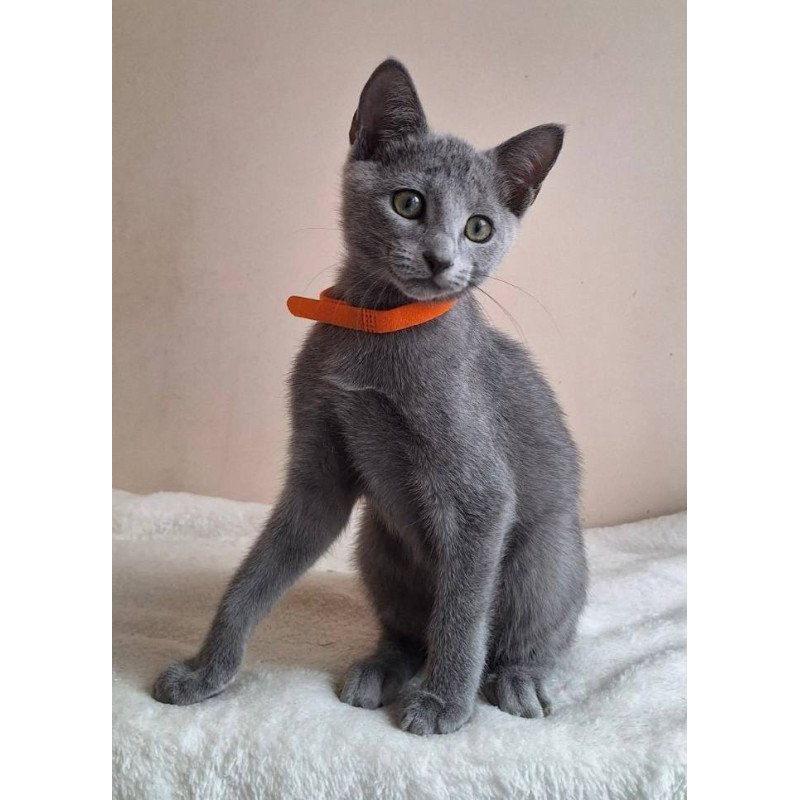 Russian Blue DH Carolina
