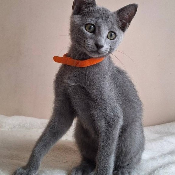 Russian Blue DH Carolina