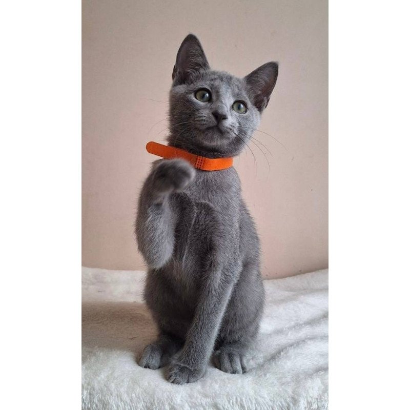 Russian Blue DH Carolina