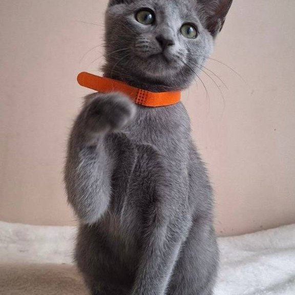 Russian Blue DH Carolina