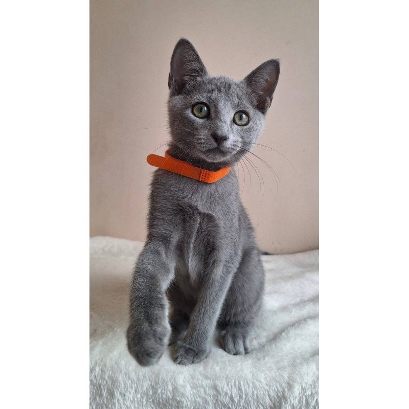 Russian Blue DH Carolina
