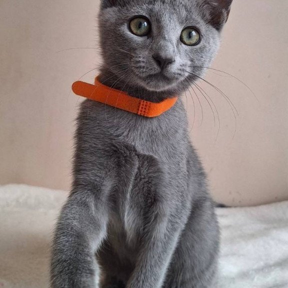 Russian Blue DH Carolina
