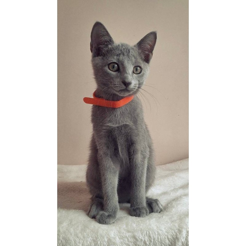 Russian Blue DH Carolina