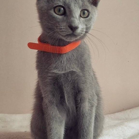 Russian Blue DH Carolina