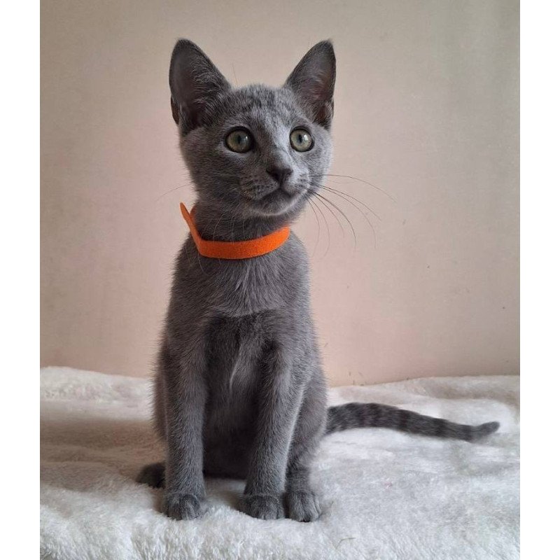 Russian Blue DH Carolina