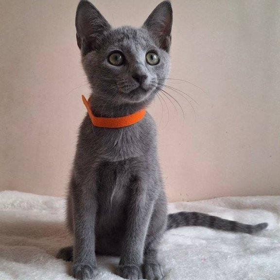 Russian Blue DH Carolina