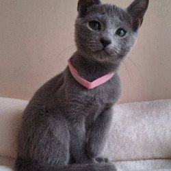 Russian Blue DH Coco