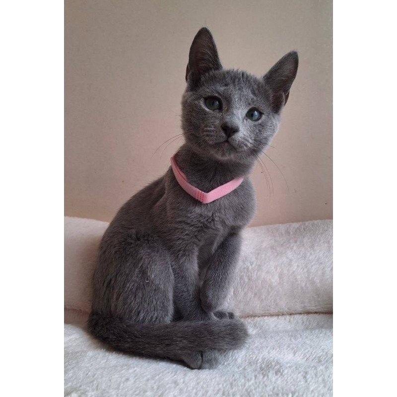 Russian Blue DH Coco