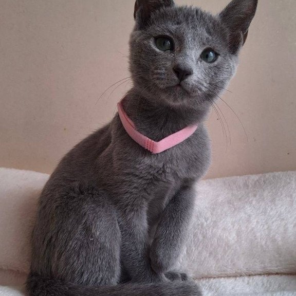 Russian Blue DH Coco