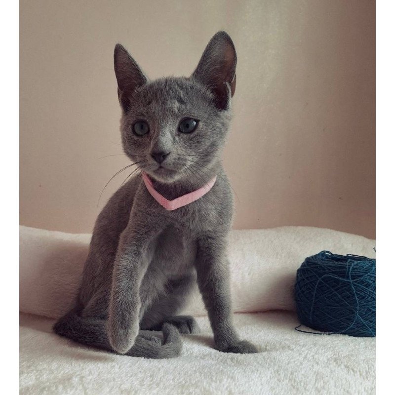 Russian Blue DH Coco