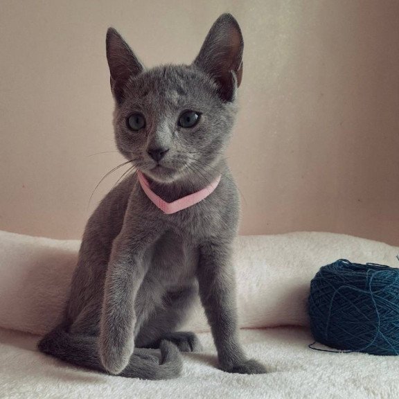 Russian Blue DH Coco