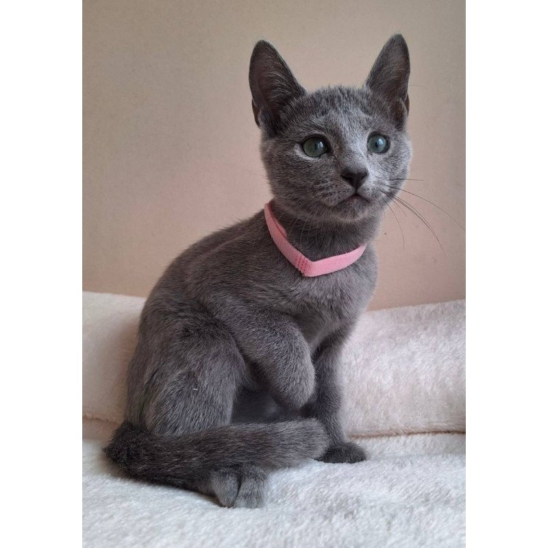 Russian Blue DH Coco