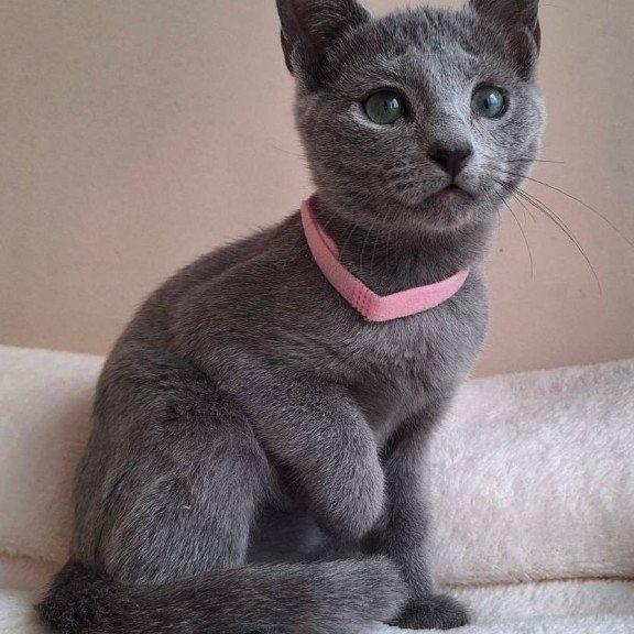Russian Blue DH Coco