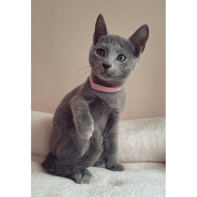 Russian Blue DH Coco