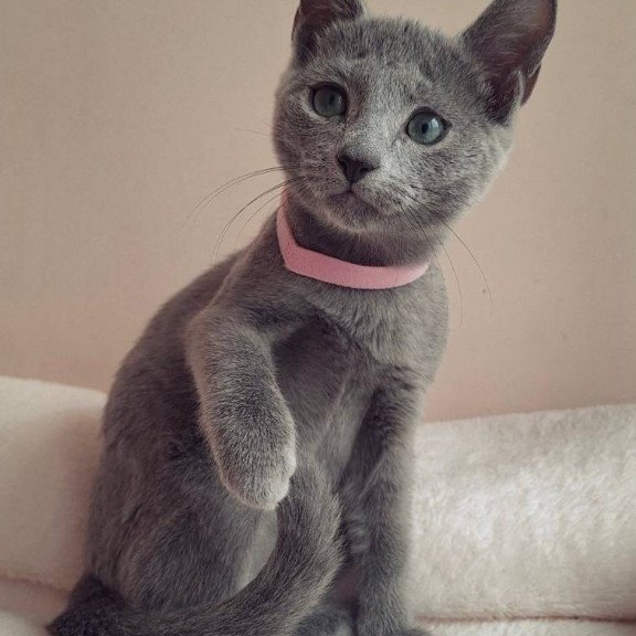 Russian Blue DH Coco