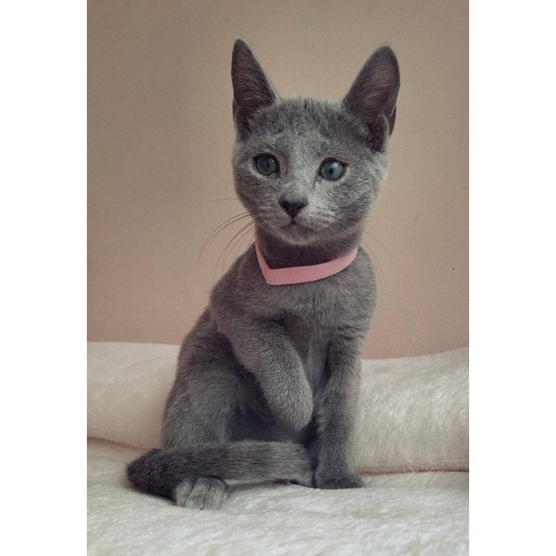 Russian Blue DH Coco