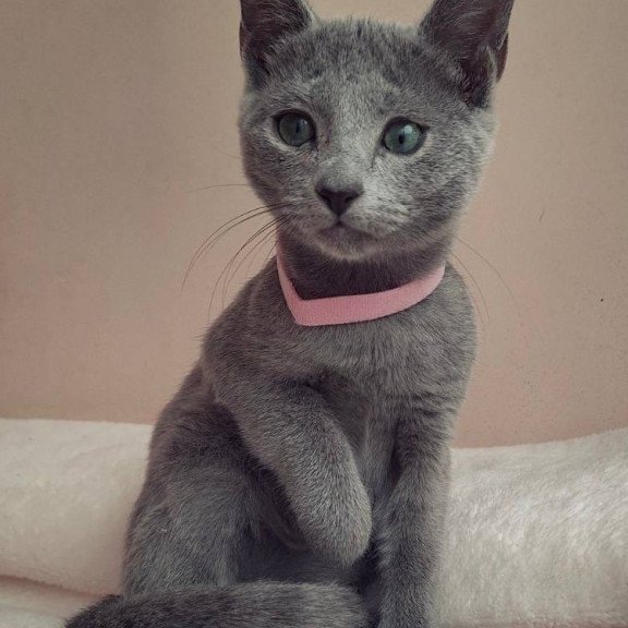 Russian Blue DH Coco