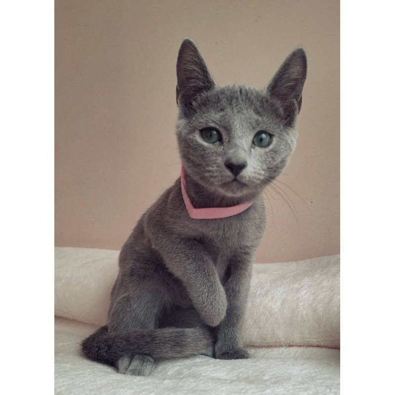 Russian Blue DH Coco