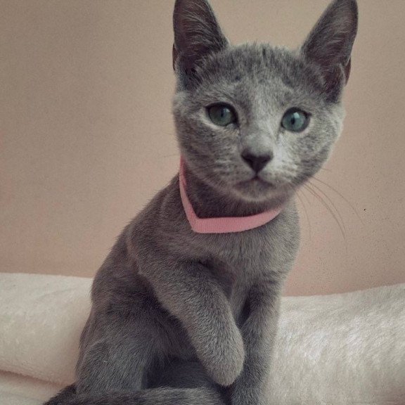 Russian Blue DH Coco