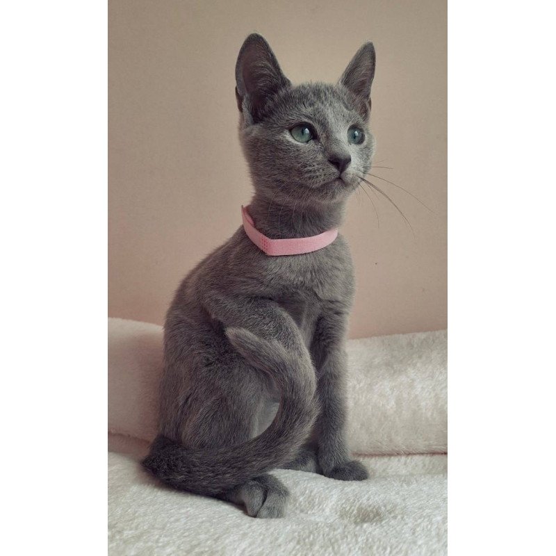 Russian Blue DH Coco