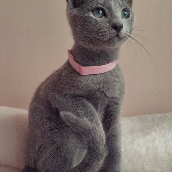 Russian Blue DH Coco