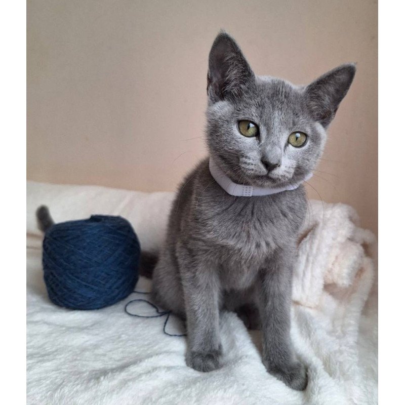 Russian Blue DH Eve