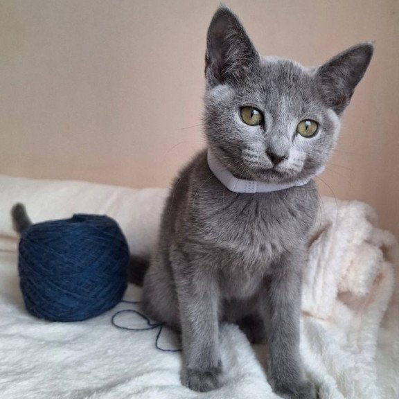 Russian Blue DH Eve