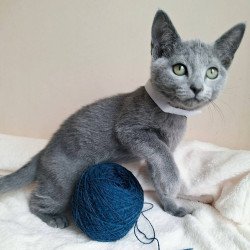 Russian Blue DH Eve