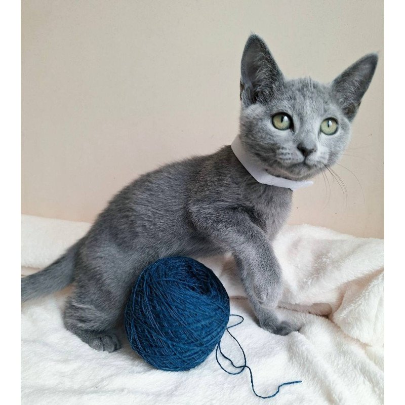 Russian Blue DH Eve