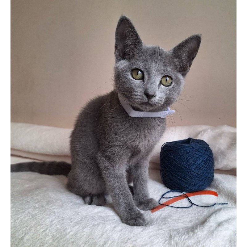 Russian Blue DH Eve