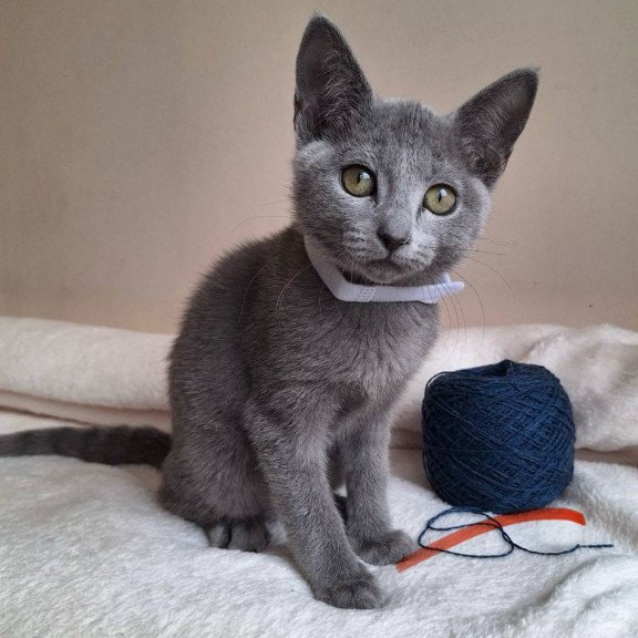 Russian Blue DH Eve