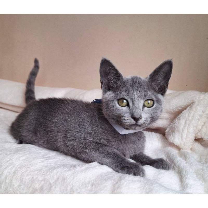 Russian Blue DH Eve