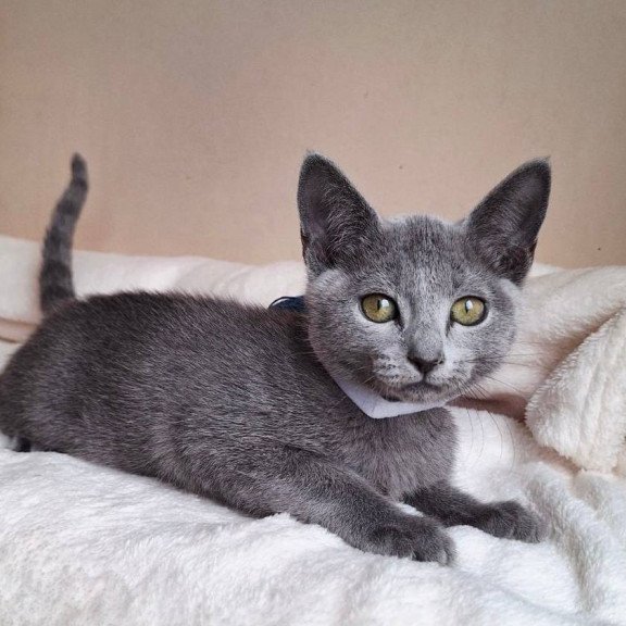 Russian Blue DH Eve